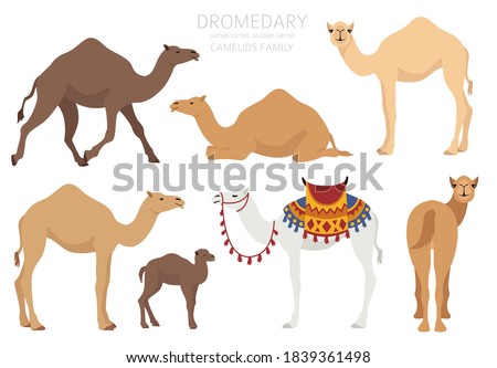 Camelids family collection. Dromedary camel infographic design. Vector illustration