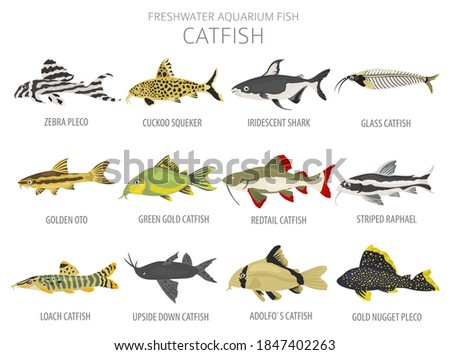 Catfish. Freshwater aquarium fish icon set flat style isolated on white.  Vector illustration