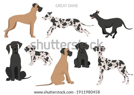 Great dane dogs in different poses. Adult and great dane puppy set.  Vector illustration Foto d'archivio © 