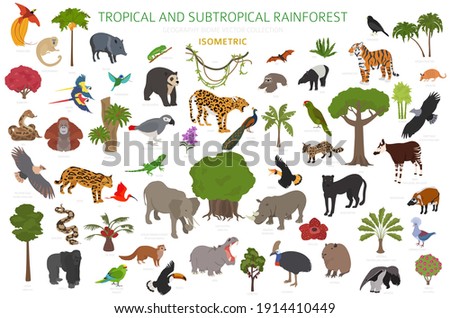 Tropical and subtropical rainforest biome, natural region infographic. Amazonian, African, asian, australian rainforests. Animals, birds and vegetations ecosystem 3d isometric design set. Vector illus