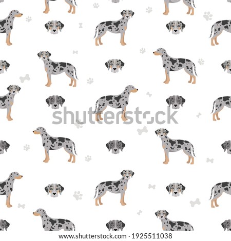 Catahoula leopard dog seamless pattern. Different poses, coat colors set.  Vector illustration