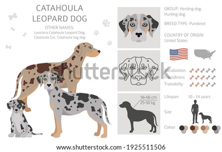 Catahoula leopard dog clipart. Different poses, coat colors set.  Vector illustration