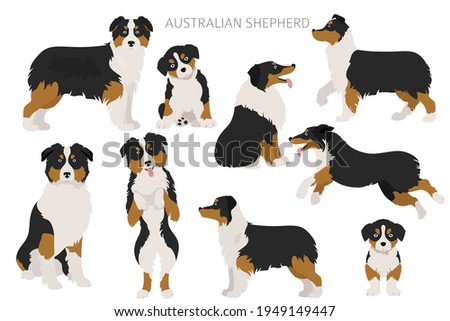 Australian shepherd dogs set. Color varieties, different poses. Dogs infographic collection. Vector illustration