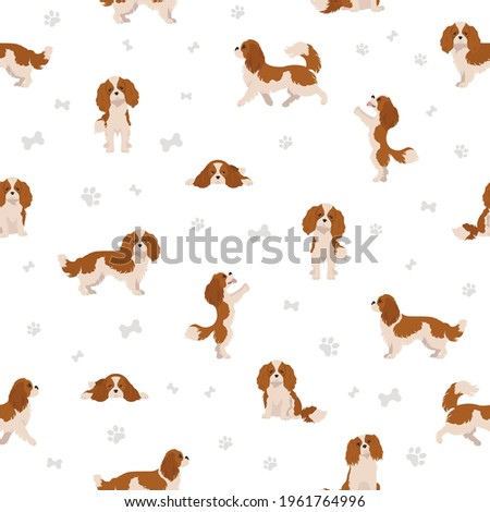 Cavalier King Charles spaniel seamless pattern.  Different poses, coat colors set.  Vector illustration Photo stock © 