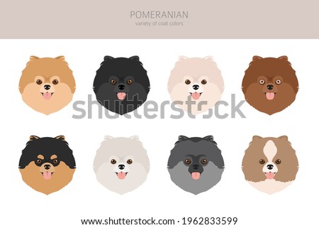 Pup Academy Wiki Pup Academy Pom Pom Golden Retriever Dog Pet Canine Transparent Png Pngset Com