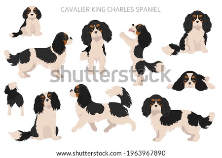 Cavalier King Charles spaniel clipart. Different poses, coat colors set.  Vector illustration Photo stock © 