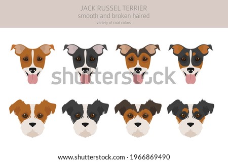 Jack Russel terrier in different poses and coat colors. Adult dogs and puppy set.  Vector illustration