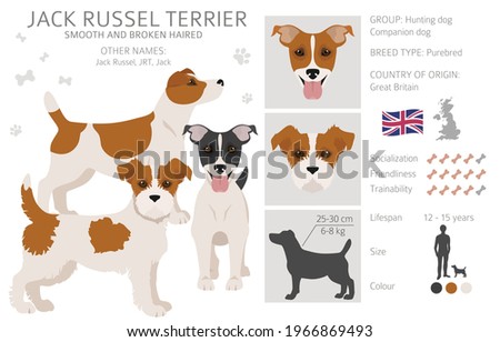 Jack Russel terrier in different poses and coat colors. Adult dogs and puppy set.  Vector illustration