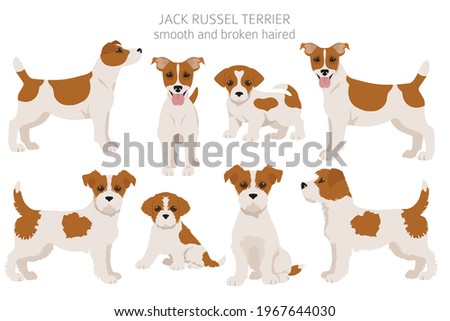 Jack Russel terrier in different poses and coat colors. Adult dogs and puppy set.  Vector illustration