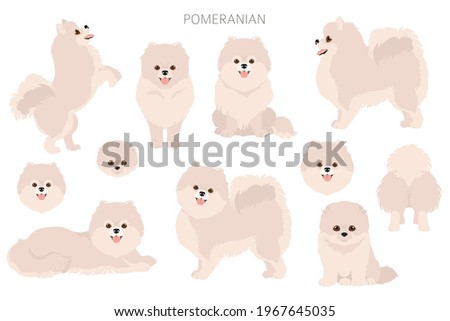 Pup Academy Wiki Pup Academy Pom Pom Golden Retriever Dog Pet Canine Transparent Png Pngset Com