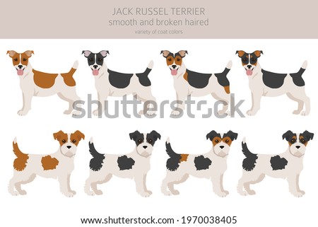 Jack Russel terrier in different poses and coat colors. Adult dogs and puppy set.  Vector illustration