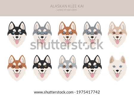 Alaskan klee kai all colours clipart. Different coat colors set. Vector illustration