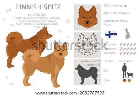Fiinnish spitz clipart. Different poses, coat colors set.  Vector illustration Stock foto © 