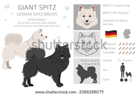 German spitz, Giant spitz clipart. Different poses, coat colors set.  Vector illustration Stock foto © 
