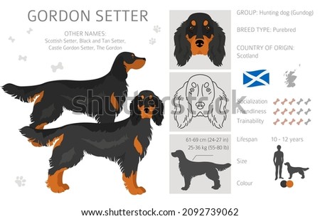 Gordon setter clipart. Different poses, coat colors set.  Vector illustration