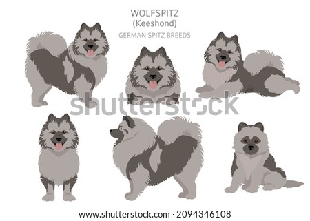German spitz, Wolfspitz clipart. Different poses, coat colors set.  Vector illustration Stock foto © 