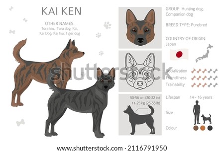Kai Ken clipart. Different poses, coat colors set.  Vector illustration