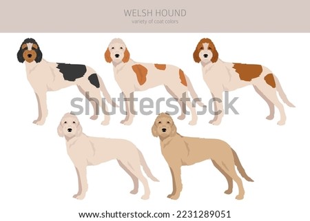 Welsh Hound clipart. All coat colors set.  All dog breeds characteristics infographic. Vector illustration