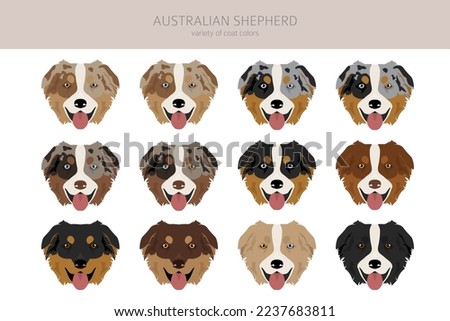 Australian shepherd clipart. Coat colors Aussie set.  All dog breeds characteristics infographic. Vector illustration