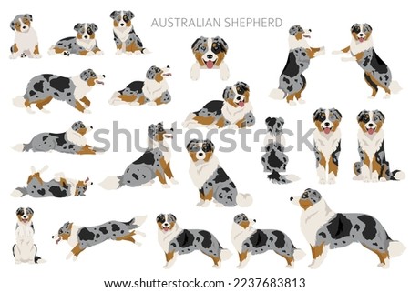 Australian shepherd clipart. Coat colors Aussie set.  All dog breeds characteristics infographic. Vector illustration