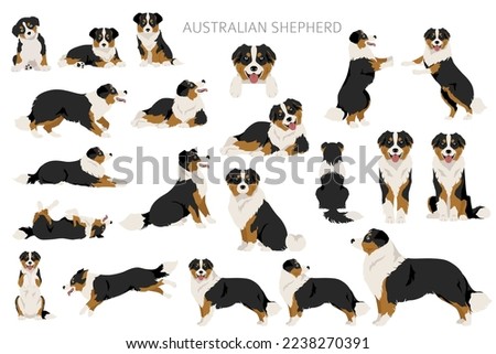 Australian shepherd clipart. Coat colors Aussie set.  All dog breeds characteristics infographic. Vector illustration