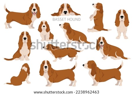 Basset Hound dog clipart. All coat colors set.  Different position. All dog breeds characteristics infographic. Vector illustration
