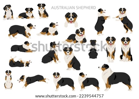 Australian shepherd clipart. Coat colors Aussie set.  All dog breeds characteristics infographic. Vector illustration