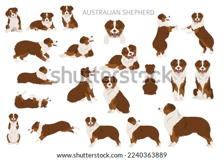 Australian shepherd clipart. Coat colors Aussie set.  All dog breeds characteristics infographic. Vector illustration