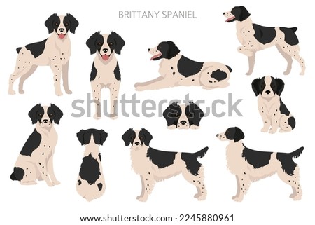 Brittany spaneil color varieties clipart. Different poses set. Dog infographics collection. Vector illustration Foto stock © 