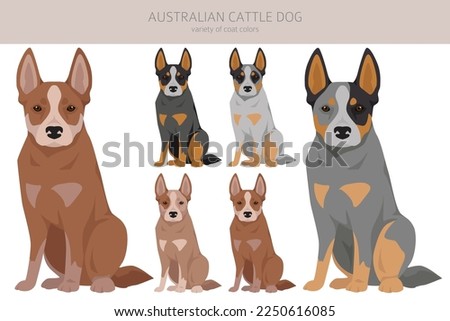 Australian cattle dog all colours clipart. Different coat colors and poses set.  Vector illustration