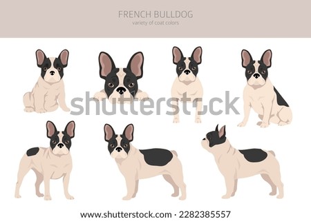 Similar – Image, Stock Photo Fawn French Bulldog Puppy Looking at Camera
