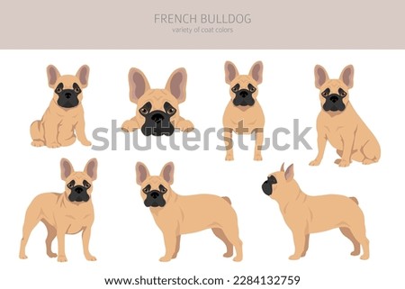 Similar – Image, Stock Photo Fawn French Bulldog Puppy Looking at Camera