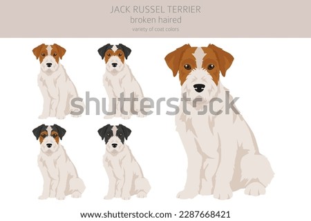 Jack Russel terrier in different poses and coat colors. Smooth coat and broken haired.  Vector illustration