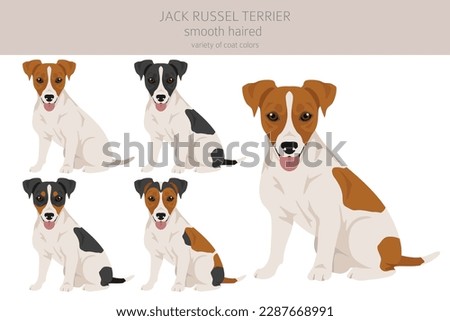 Jack Russel terrier in different poses and coat colors. Smooth coat and broken haired.  Vector illustration