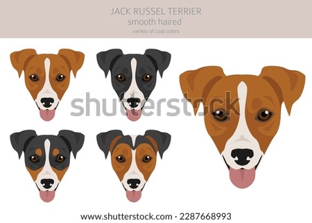 Jack Russel terrier in different poses and coat colors. Smooth coat and broken haired.  Vector illustration