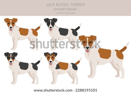 Jack Russel terrier in different poses and coat colors. Smooth coat and broken haired.  Vector illustration