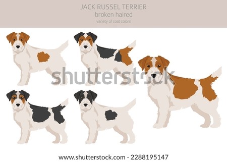 Jack Russel terrier in different poses and coat colors. Smooth coat and broken haired.  Vector illustration