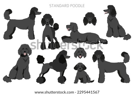 Standard poodle clipart. Different poses, coat colors set.  Vector illustration