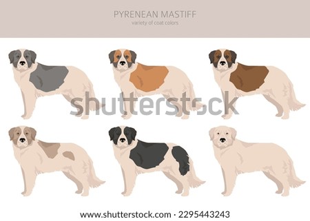 Pyrenean mastiff clipart. Different poses, coat colors set.  Vector illustration