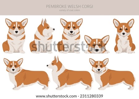 Welsh Corgi Pembroke clipart. All coat colors set.  All dog breeds characteristics infographic. Vector illustration