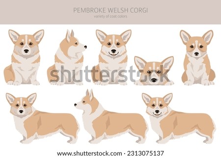 Welsh Corgi Pembroke clipart. All coat colors set.  All dog breeds characteristics infographic. Vector illustration