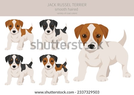 Jack Russel terrier puppies in different poses and coat colors. Smooth coat and broken haired.  Vector illustration