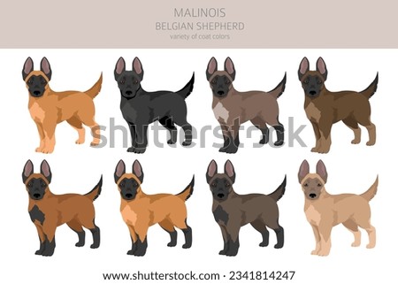 Belgian Malinois puppies clipart. Different poses, coat colors set.  Vector illustration