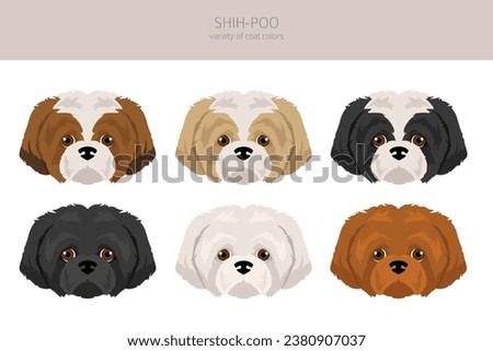 Shih-Poo clipart. Shih-Tzu  Poodle mix. Different coat colors set.  Vector illustration