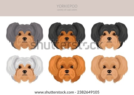 Yorkiepoo clipart. Yorkshire terrier Poodle mix. Different coat colors set.  Vector illustration