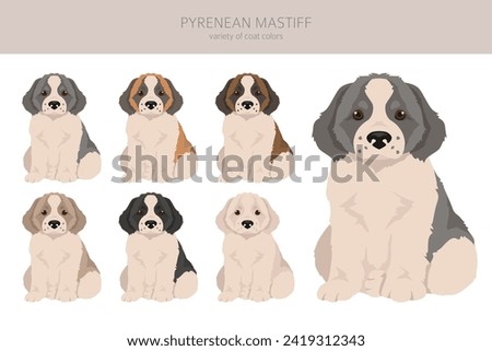 Pyrenean mastiff puppy clipart. Different poses, coat colors set.  Vector illustration