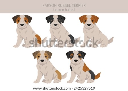 Parson Russel terrier broken haired puppy clipart. Different poses, coat colors set.  Vector illustration