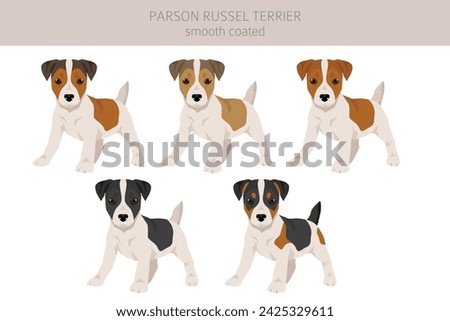 Parson Russel terrier smooth coated puppy clipart. Different poses, coat colors set.  Vector illustration