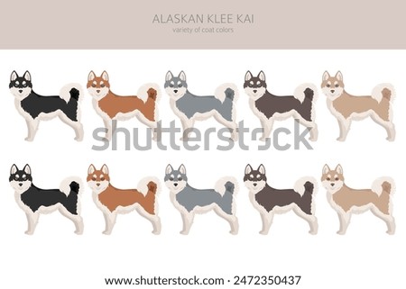 Alaskan Klee Kai all colours clipart. Different coat colors set. Vector illustration