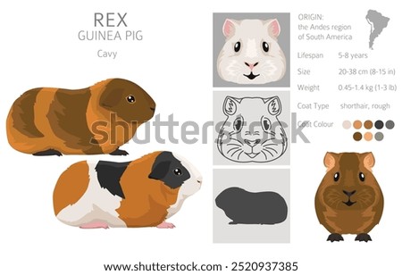 Rex Guinea pig clipart. All coat colors cavies set. Small Pet Rodents. Vector illustration